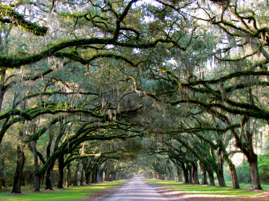 Wormsloe Historic Site